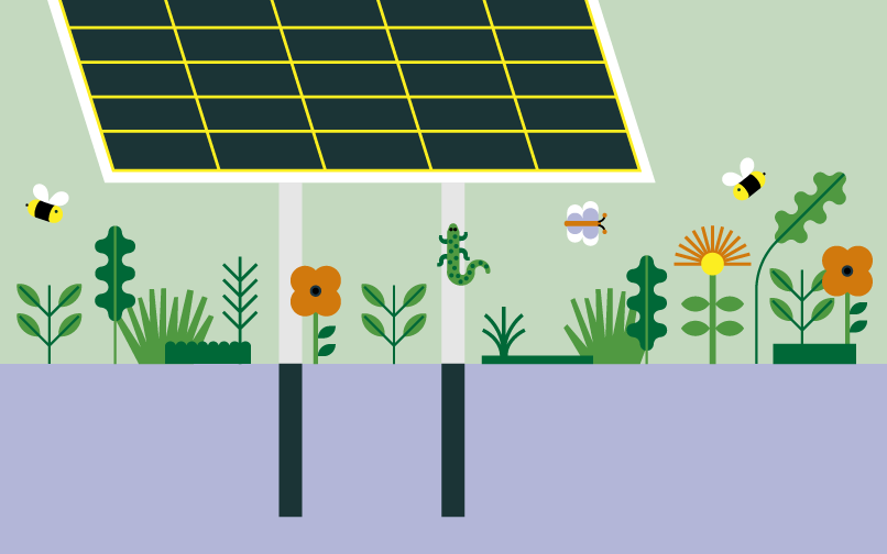 Impianto fotovoltaico a terra e biodiversità